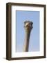 Ostrich (Struthio camelus), Kgalagadi Transfrontier Park, South Africa, Africa-Ann and Steve Toon-Framed Photographic Print