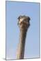 Ostrich (Struthio camelus), Kgalagadi Transfrontier Park, South Africa, Africa-Ann and Steve Toon-Mounted Photographic Print
