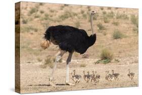 Ostrich (Struthio Camelus) Male with Chicks, Kgalagadi Transfrontier Park, Northern Cape-Ann and Steve Toon-Stretched Canvas