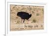 Ostrich (Struthio Camelus) Male with Chicks, Kgalagadi Transfrontier Park, Northern Cape-Ann and Steve Toon-Framed Photographic Print