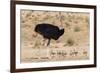 Ostrich (Struthio Camelus) Male with Chicks, Kgalagadi Transfrontier Park, Northern Cape-Ann and Steve Toon-Framed Photographic Print
