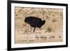 Ostrich (Struthio Camelus) Male with Chicks, Kgalagadi Transfrontier Park, Northern Cape-Ann and Steve Toon-Framed Photographic Print