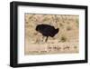 Ostrich (Struthio Camelus) Male with Chicks, Kgalagadi Transfrontier Park, Northern Cape-Ann and Steve Toon-Framed Photographic Print