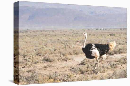 Ostrich (Struthio Camelus) Walking Through Karoo Desert, Ceres, Western Cape, South Africa, Africa-Kim Walker-Stretched Canvas