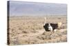 Ostrich (Struthio Camelus) Walking Through Karoo Desert, Ceres, Western Cape, South Africa, Africa-Kim Walker-Stretched Canvas