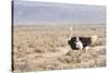 Ostrich (Struthio Camelus) Walking Through Karoo Desert, Ceres, Western Cape, South Africa, Africa-Kim Walker-Stretched Canvas