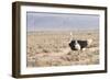 Ostrich (Struthio Camelus) Walking Through Karoo Desert, Ceres, Western Cape, South Africa, Africa-Kim Walker-Framed Photographic Print