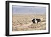 Ostrich (Struthio Camelus) Walking Through Karoo Desert, Ceres, Western Cape, South Africa, Africa-Kim Walker-Framed Photographic Print