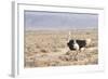 Ostrich (Struthio Camelus) Walking Through Karoo Desert, Ceres, Western Cape, South Africa, Africa-Kim Walker-Framed Photographic Print