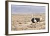 Ostrich (Struthio Camelus) Walking Through Karoo Desert, Ceres, Western Cape, South Africa, Africa-Kim Walker-Framed Photographic Print