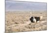 Ostrich (Struthio Camelus) Walking Through Karoo Desert, Ceres, Western Cape, South Africa, Africa-Kim Walker-Mounted Photographic Print