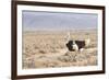 Ostrich (Struthio Camelus) Walking Through Karoo Desert, Ceres, Western Cape, South Africa, Africa-Kim Walker-Framed Photographic Print