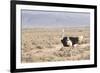 Ostrich (Struthio Camelus) Walking Through Karoo Desert, Ceres, Western Cape, South Africa, Africa-Kim Walker-Framed Photographic Print