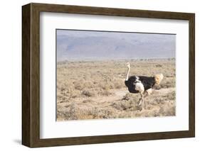 Ostrich (Struthio Camelus) Walking Through Karoo Desert, Ceres, Western Cape, South Africa, Africa-Kim Walker-Framed Photographic Print