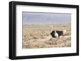 Ostrich (Struthio Camelus) Walking Through Karoo Desert, Ceres, Western Cape, South Africa, Africa-Kim Walker-Framed Photographic Print