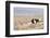 Ostrich (Struthio Camelus) Walking Through Karoo Desert, Ceres, Western Cape, South Africa, Africa-Kim Walker-Framed Photographic Print