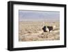 Ostrich (Struthio Camelus) Walking Through Karoo Desert, Ceres, Western Cape, South Africa, Africa-Kim Walker-Framed Photographic Print