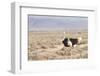 Ostrich (Struthio Camelus) Walking Through Karoo Desert, Ceres, Western Cape, South Africa, Africa-Kim Walker-Framed Photographic Print