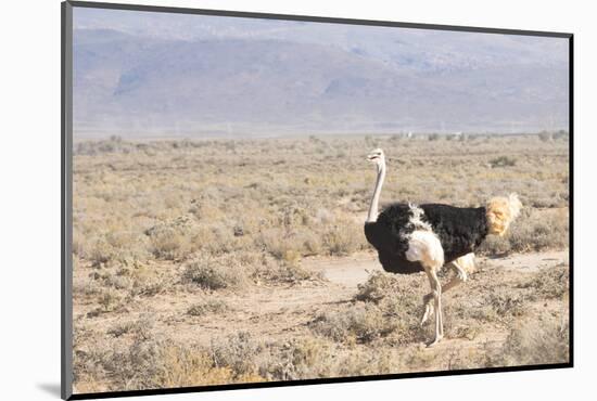 Ostrich (Struthio Camelus) Walking Through Karoo Desert, Ceres, Western Cape, South Africa, Africa-Kim Walker-Mounted Photographic Print