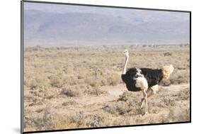 Ostrich (Struthio Camelus) Walking Through Karoo Desert, Ceres, Western Cape, South Africa, Africa-Kim Walker-Mounted Photographic Print