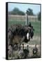 Ostrich Watches over its Chicks-null-Framed Stretched Canvas