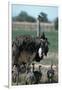 Ostrich Watches over its Chicks-null-Framed Photographic Print