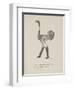 Ostrich Wearing Boots From a Collection Of Poems and Songs by Edward Lear-Edward Lear-Framed Giclee Print
