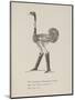 Ostrich Wearing Boots From a Collection Of Poems and Songs by Edward Lear-Edward Lear-Mounted Giclee Print