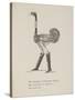 Ostrich Wearing Boots From a Collection Of Poems and Songs by Edward Lear-Edward Lear-Stretched Canvas