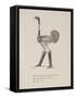 Ostrich Wearing Boots From a Collection Of Poems and Songs by Edward Lear-Edward Lear-Framed Stretched Canvas
