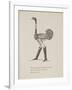 Ostrich Wearing Boots From a Collection Of Poems and Songs by Edward Lear-Edward Lear-Framed Giclee Print