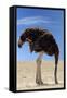 Ostrich with Head in Sand-null-Framed Stretched Canvas