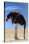 Ostrich with Head in Sand-null-Stretched Canvas