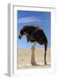 Ostrich with Head in Sand-null-Framed Photographic Print