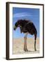 Ostrich with Head in Sand-null-Framed Photographic Print
