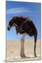 Ostrich with Head in Sand-null-Mounted Photographic Print