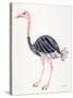 Ostrich-Cat Coquillette-Stretched Canvas