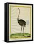 Ostrich-Georges-Louis Buffon-Framed Stretched Canvas