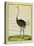 Ostrich-Georges-Louis Buffon-Stretched Canvas