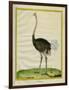 Ostrich-Georges-Louis Buffon-Framed Giclee Print