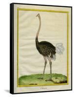 Ostrich-Georges-Louis Buffon-Framed Stretched Canvas