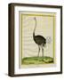 Ostrich-Georges-Louis Buffon-Framed Giclee Print