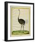 Ostrich-Georges-Louis Buffon-Framed Giclee Print