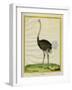 Ostrich-Georges-Louis Buffon-Framed Giclee Print