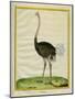 Ostrich-Georges-Louis Buffon-Mounted Giclee Print