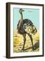 Ostrich-null-Framed Art Print