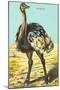 Ostrich-null-Mounted Art Print