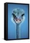 Ostrich-Cherie Roe Dirksen-Framed Stretched Canvas