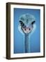 Ostrich-Cherie Roe Dirksen-Framed Giclee Print