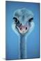 Ostrich-Cherie Roe Dirksen-Mounted Giclee Print